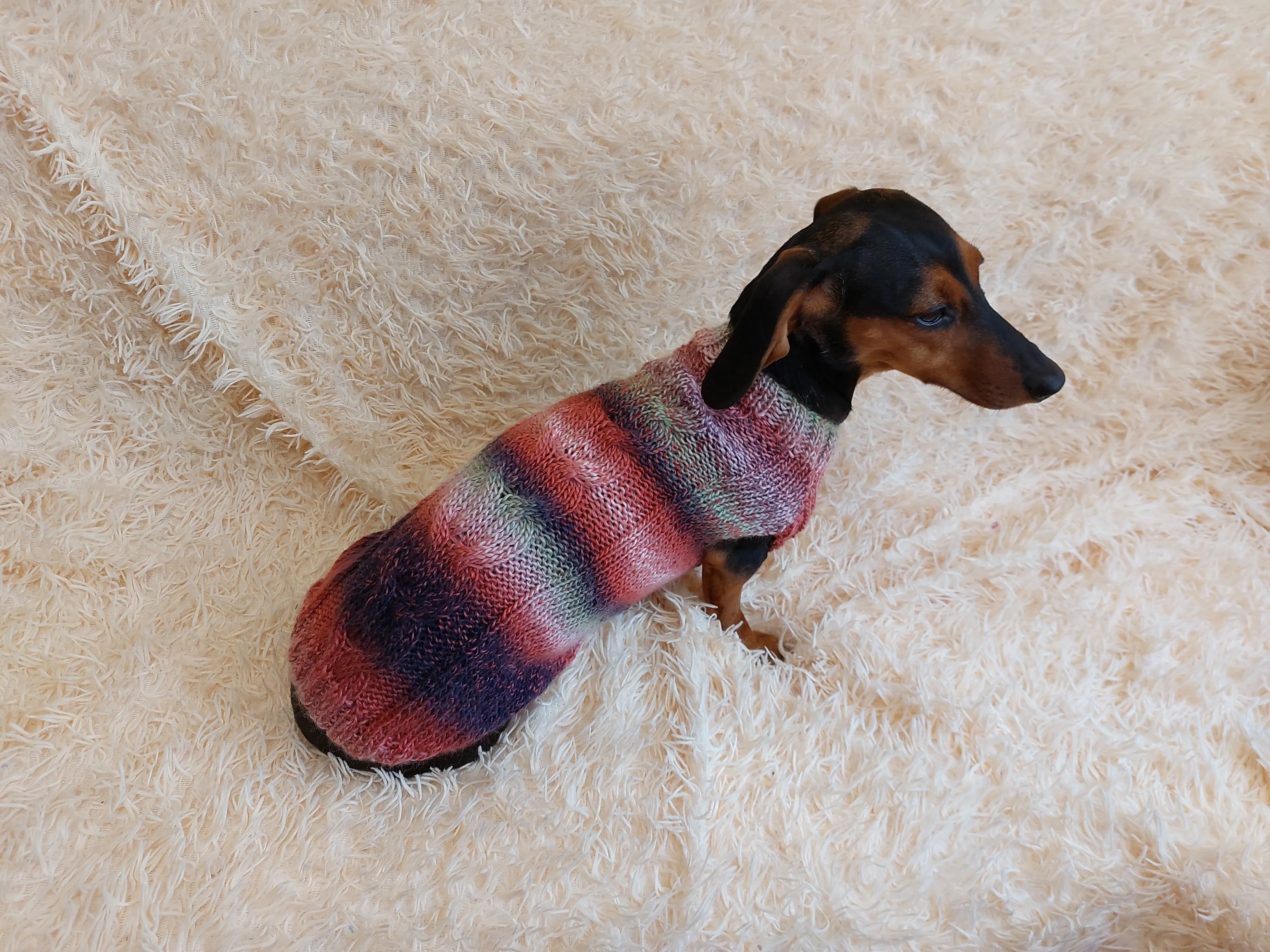 Sausage clothes knitted sweater, clothes warm sweater dachshund puppy, knitted sweater for dachshund dog, clothes for dachshunds