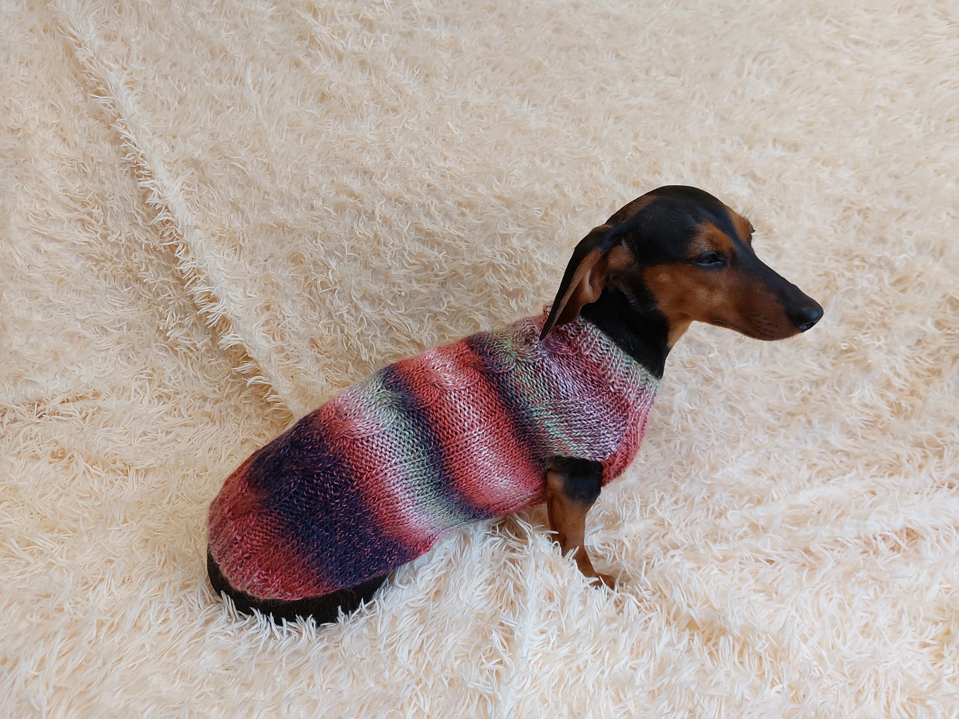 Sausage clothes knitted sweater, clothes warm sweater dachshund puppy, knitted sweater for dachshund dog, clothes for dachshunds